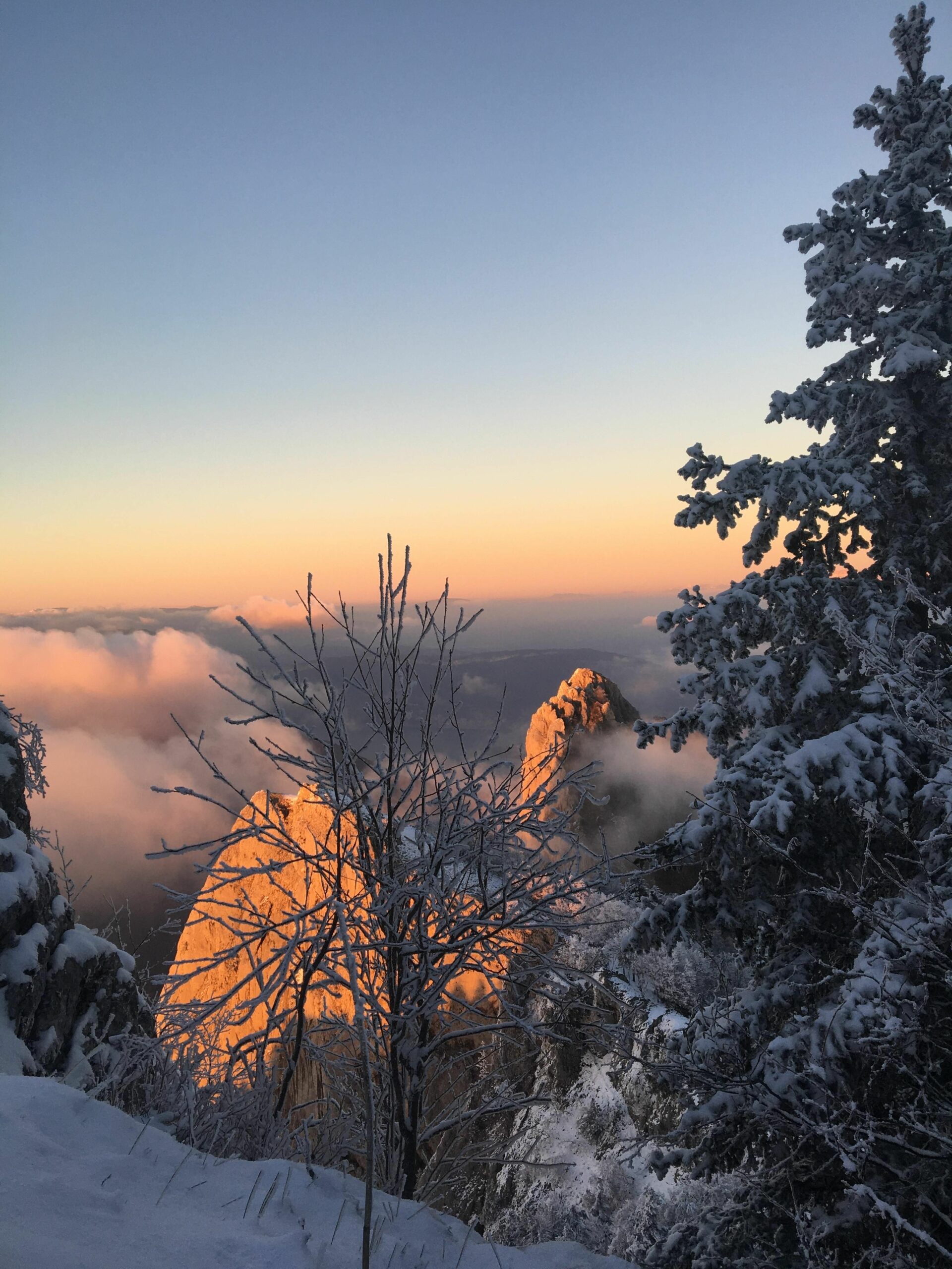 dent du chat sous la neige